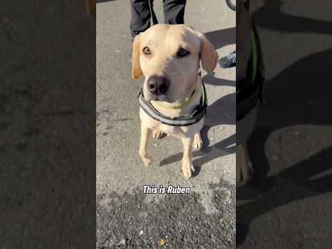Meet Ruben, one of the security dogs who help keep Turf Moor safe on matchday for everyone 💜