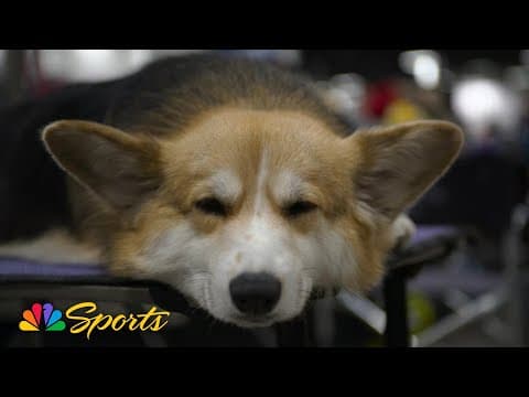 2025 National Dog Show: Where do sleeping dogs lie? | NBC Sports