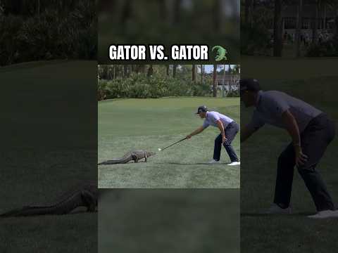 Florida native Billy Horschel takes on alligator 🐊⛳️