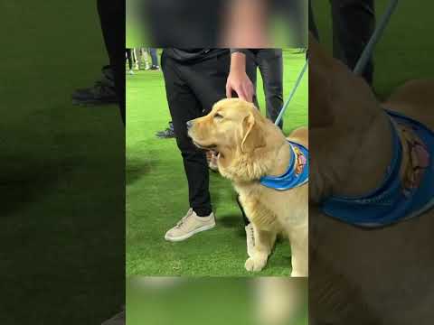 Peter is ready for the National Championship 🐶 (via @cfbplayoff/IG)