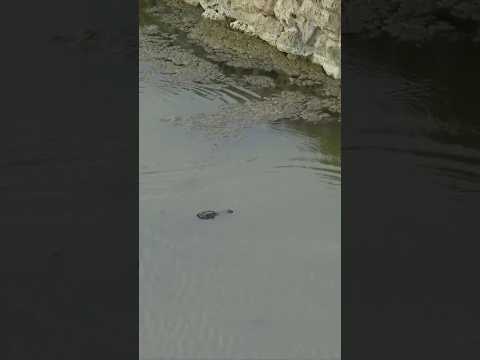 Souvenir for a gator ... and almost two 🐊