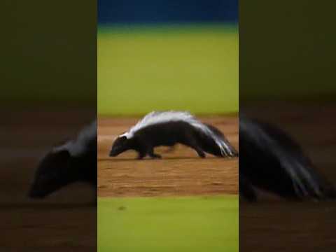 Feels like everyone's avoiding me 😆 #shorts #baseball #mlb