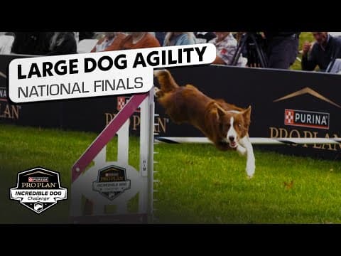 Incredible Dog Challenge 2025: Large Dog Agility National Finals | NBC Sports