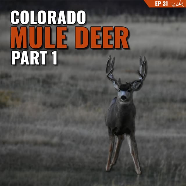 Colorado Mule Deer Part 1