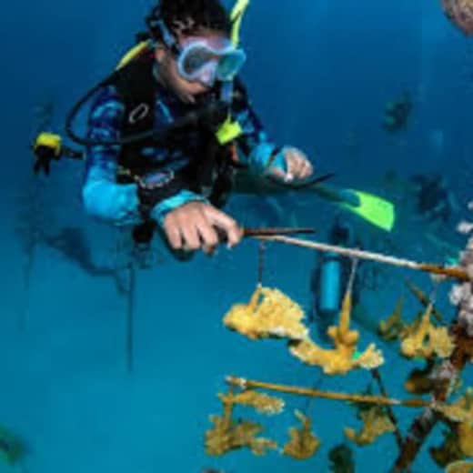 Diving in Rising Up: The Origin story of Black Girls Dive Foundation