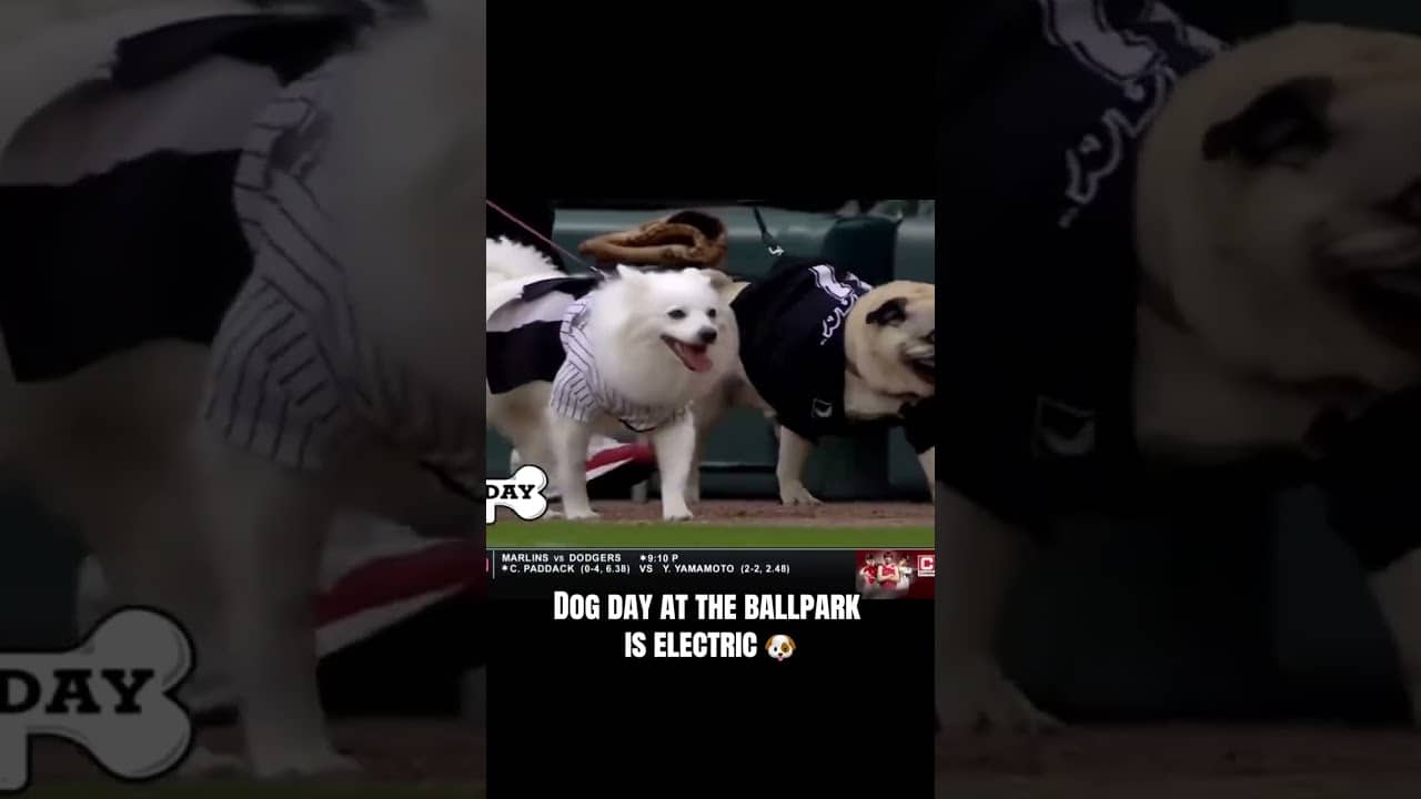 You've gotta love bark at the park πΆ