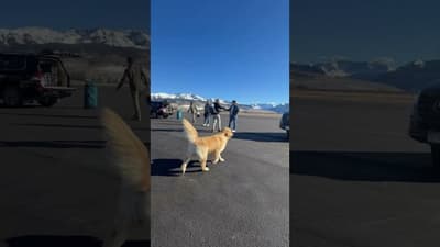 Peter had a blast running around in the Rockies 🥹