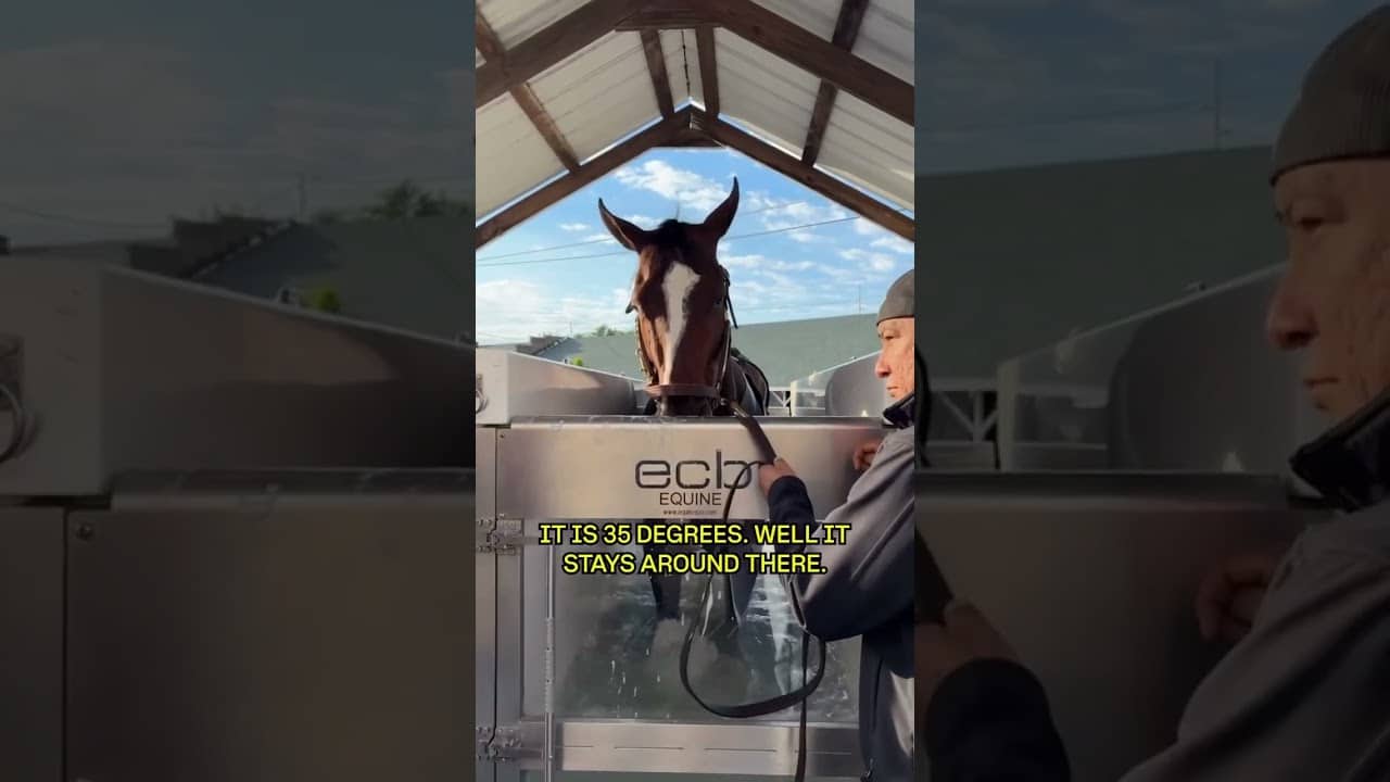 From equine sport to equine spa ππββοΈ