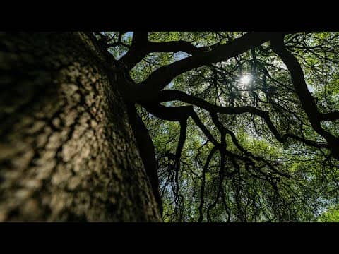 Grown from the soil of our city. 🌳🌳 We are Rooted in ATX.
