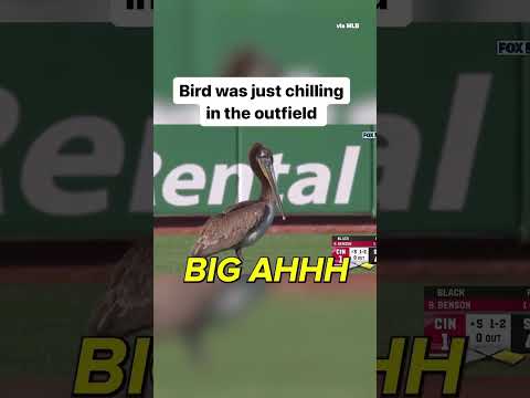 That is a big ahhh bird #baseball #mlb