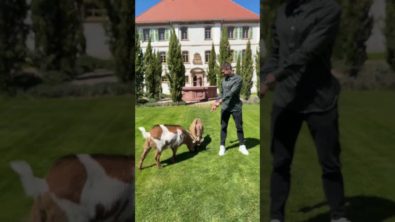 Whatยดs better than one goat ... ? ๐โ #tsg #andrejkramaric #tsgoat