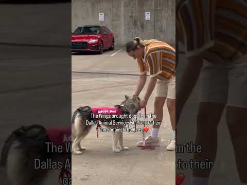 Wholesome š